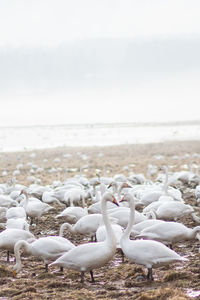 Flock of birds on field 