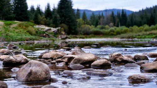 Rocks by river in forest