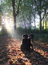 Two black sister labrador dogs sitting the sunrays in the julianapark in groningen during fall