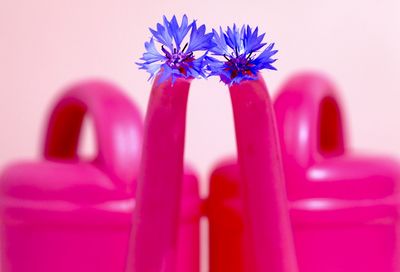 Close-up of pink flower