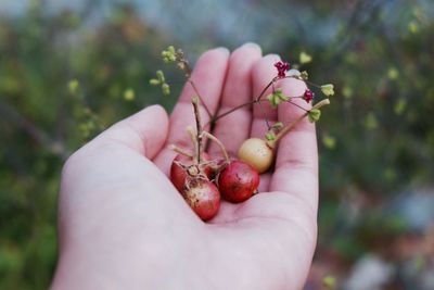 Close-up of hand holding fruits