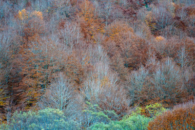 Aerial view of forest during autumn