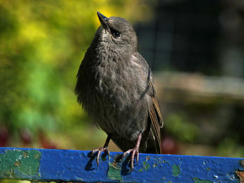 Starling fledgling being curious to its surroundings