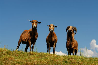 Portrait of goats standing on field against clear sky