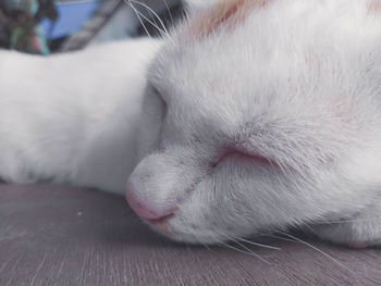 Close-up of cat sleeping