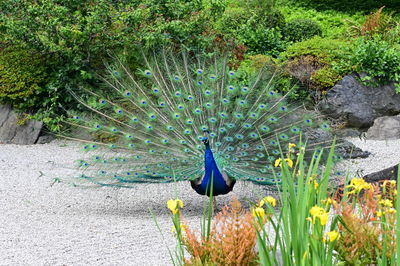 peacock