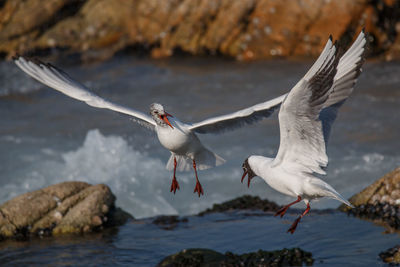 Birds flying over sea