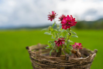 Close-up of red flowering plant in basket on field