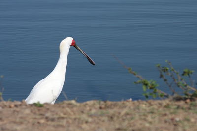 White swan in a lake