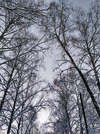 Low angle view of bare trees in forest