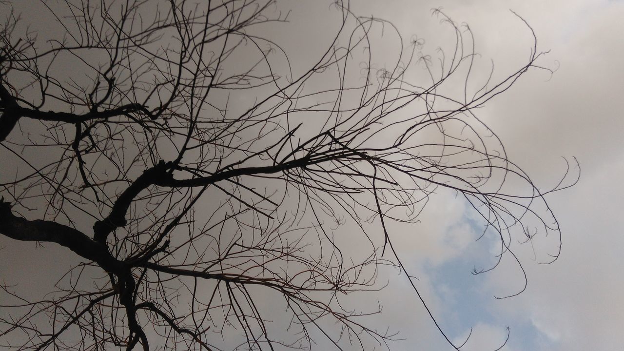 SILHOUETTE BARE TREE AGAINST CLOUDY SKY
