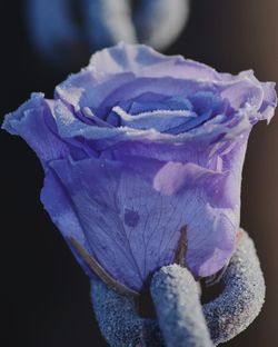 Close-up of purple iris flower