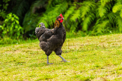 Wild rooster walking alongside forest