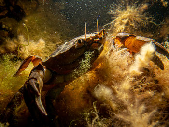 A close-up picture of a crab among seaweed