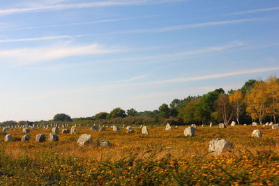 View of sheep on field against sky