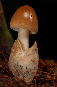 mushroom