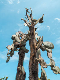 Low angle view of succulent plant against sky