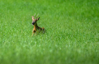 View of deer on grass
