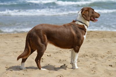 Dog standing on shore