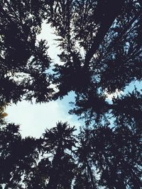 Low angle view of trees against sky