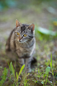 Portrait of cat on field