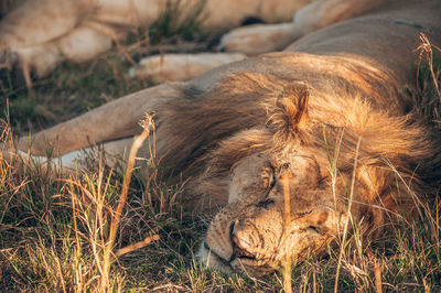 View of cat sleeping on grass