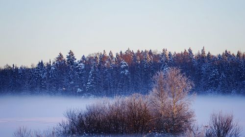 Frozen trees against clear sky during winter