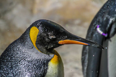 Close up of a bird