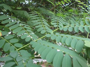 Close-up of fresh green leaves