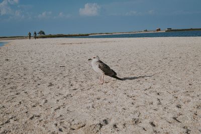 Seagull perching on a beach