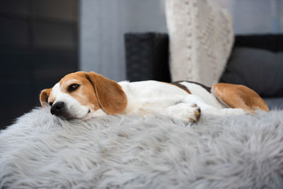 Portrait of adult male beagle dog sleeping outdoors on sofa