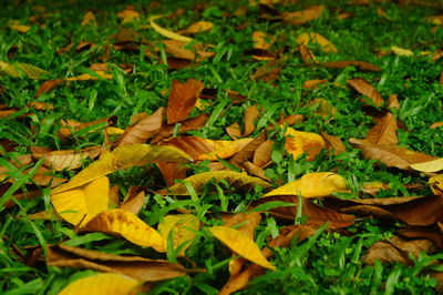 Close-up of yellow leaves on field