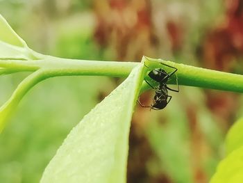 Close-up of insect on leaf