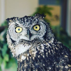 Close-up portrait of owl