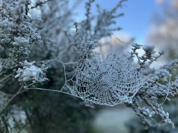 Frosty mornings