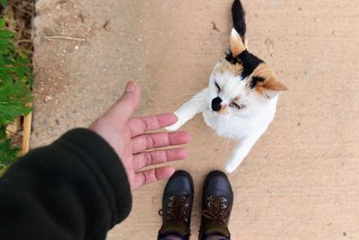 Low section of man standing by cat on footpath