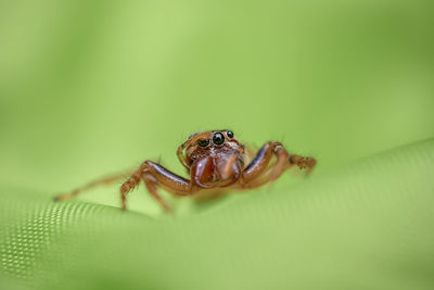 Close-up of spider on leaf