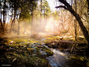 View of waterfall in forest