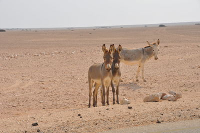 Horses in a desert