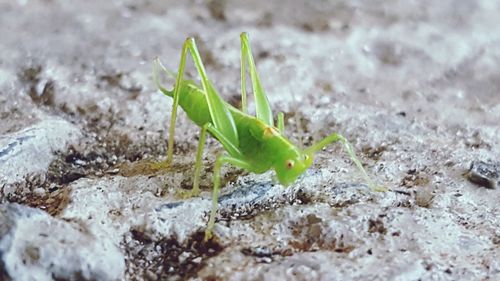 Close-up of insect on plant