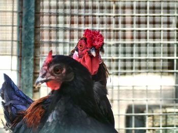 Close-up of roosters in cage