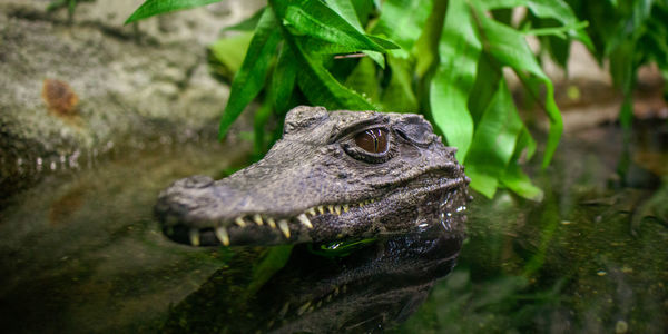 Close-up of crocodile