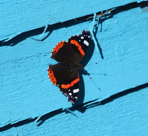 Close-up of butterfly on leaf