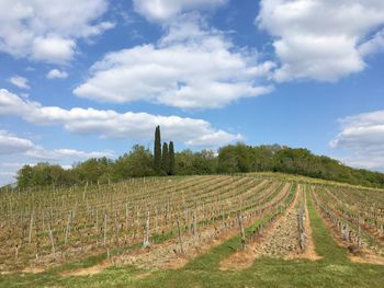 Scenic view of vineyard against sky