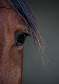 Close-up of a horse