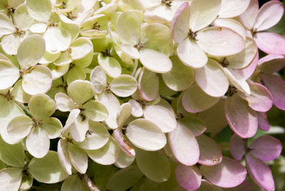 Close-up of white flower
