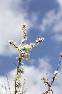 Low angle view of cherry blossoms against sky