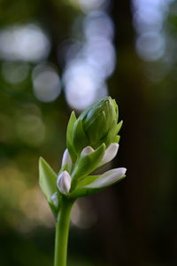 Close-up of flowering plant