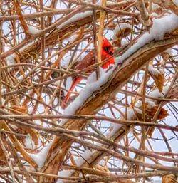 Close-up of bird perching on tree against sky