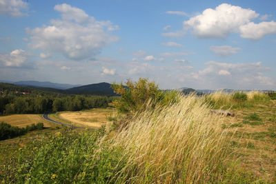 Scenic view of agricultural field against sky